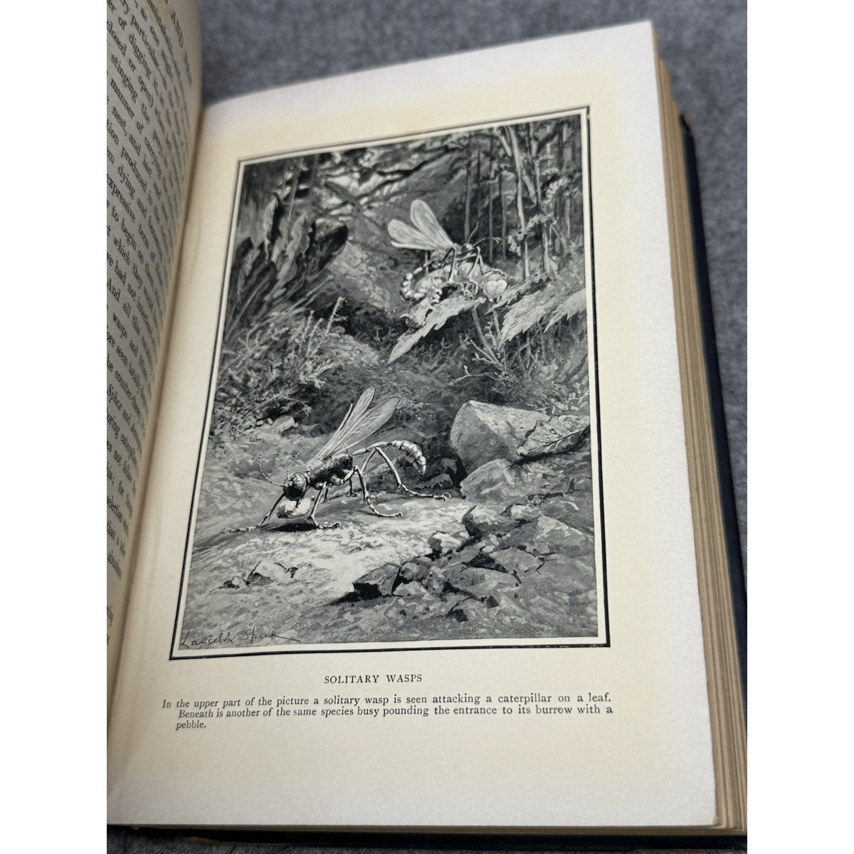 1906 The Romance of Insect Life Edmund Selous Illustrated Decorative Hardcover