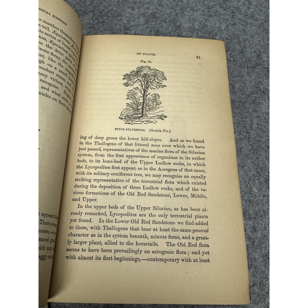 The Testimony of the Rocks Hugh Miller Antique Illustrated Geology Theology HC