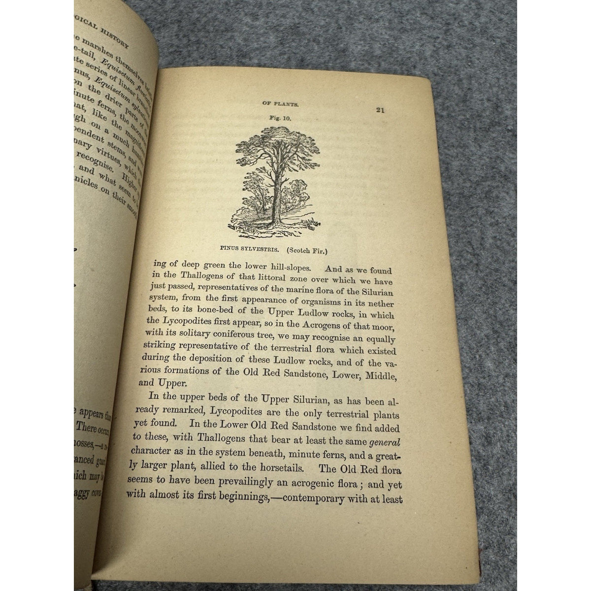 The Testimony of the Rocks Hugh Miller Antique Illustrated Geology Theology HC