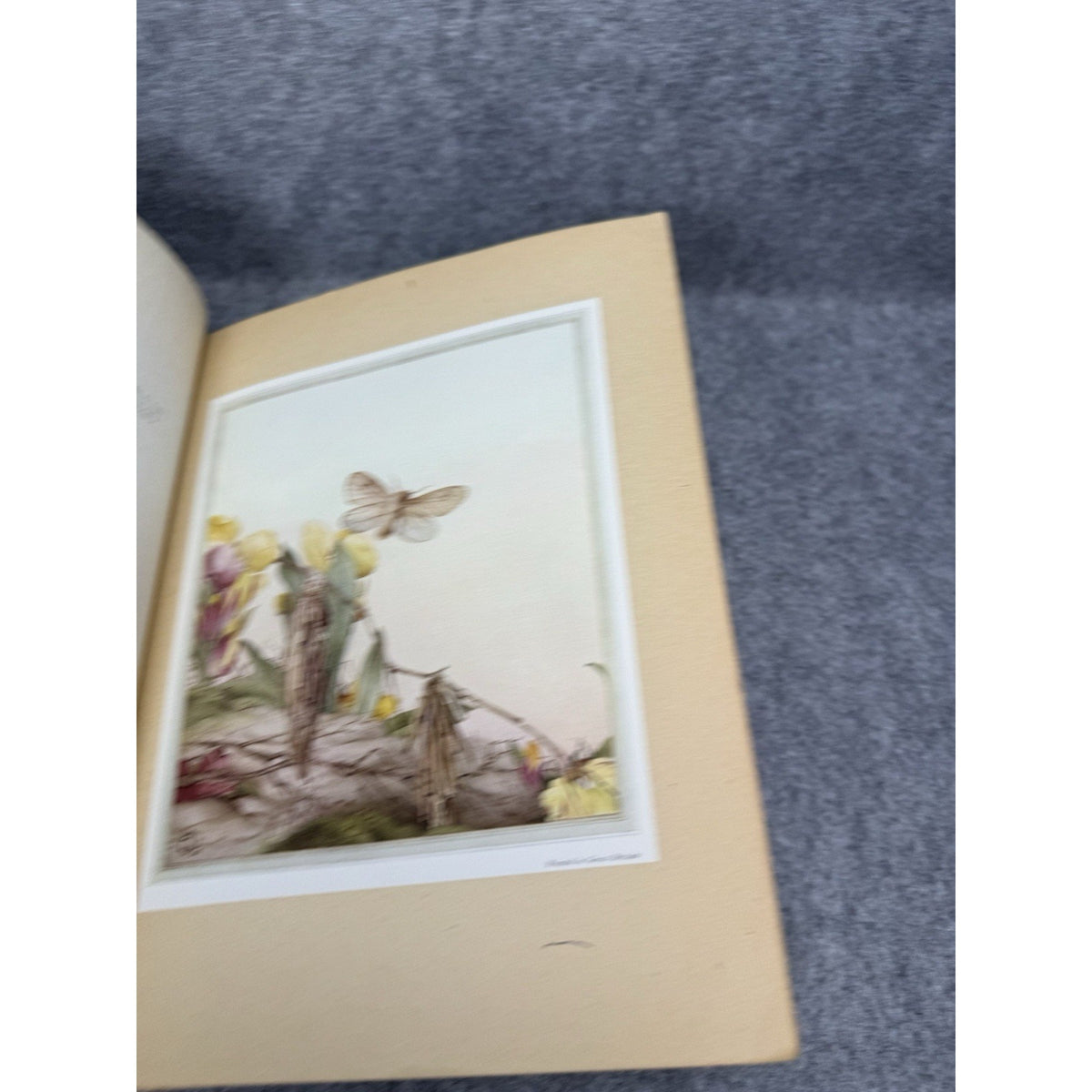 1926 Fabre’s Book of Insects E J Detmold Color Plates Dodd Mead Gilt Hardcover