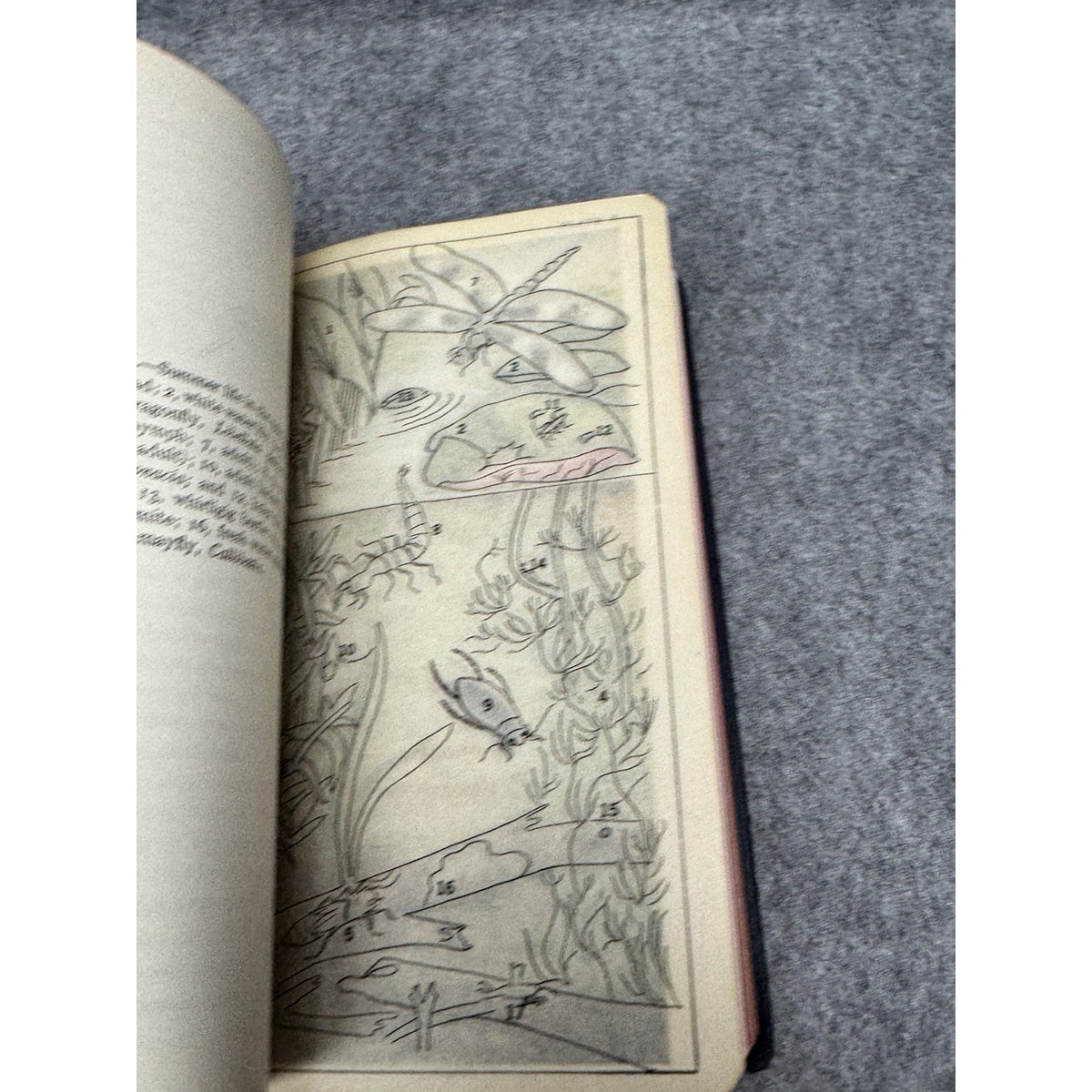 1930 Field Book of Ponds and Streams Ann Haven Morgan Illustrated Hardcover