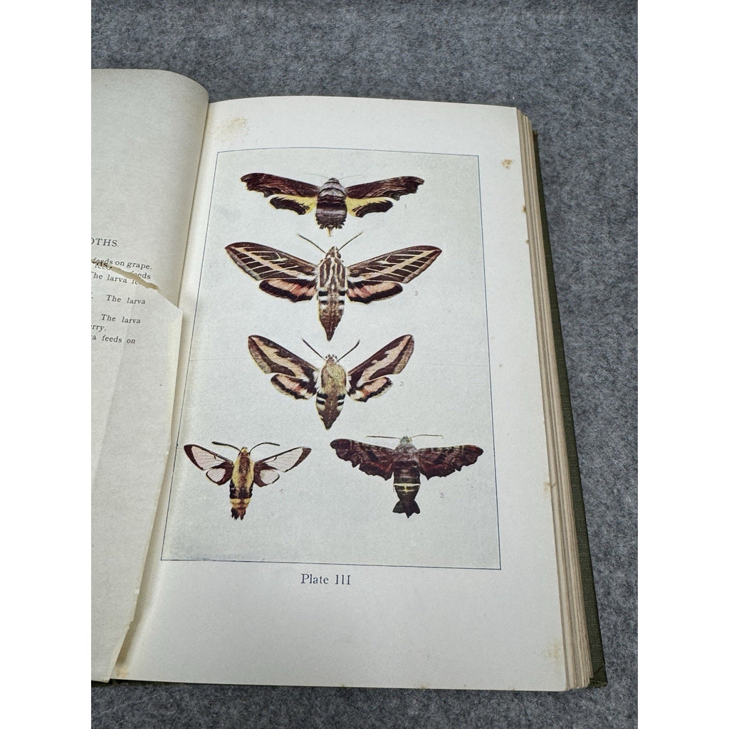 1911 Insect Life Comstock Color Plates Illustrated Entomology Hardcover