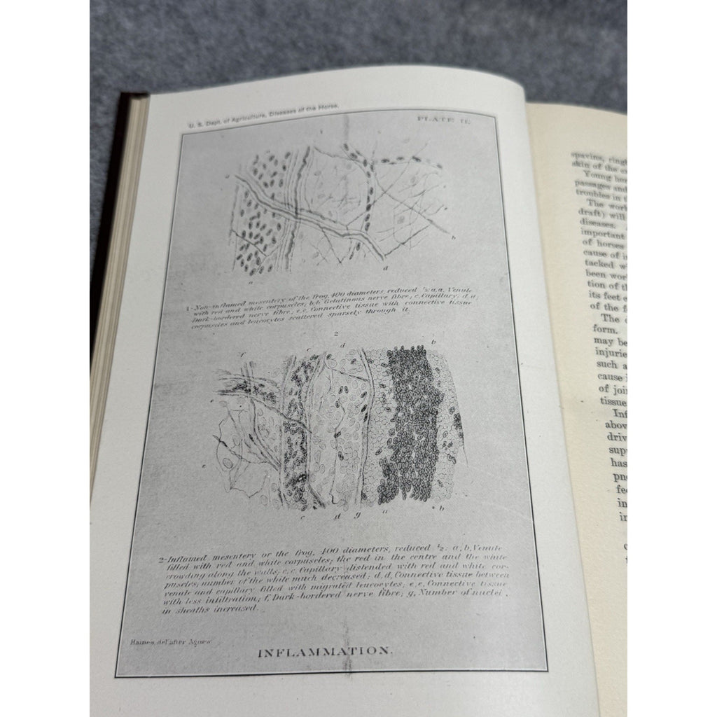 1916 Special Report Diseases of the Horse USDA Veterinary Color Plates HC