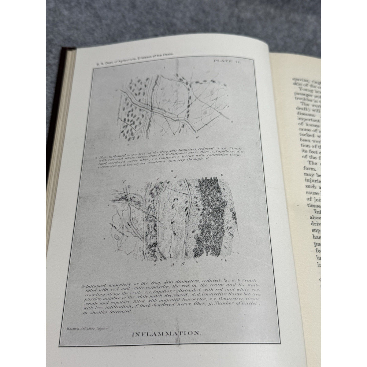 1916 Special Report Diseases of the Horse USDA Veterinary Color Plates HC