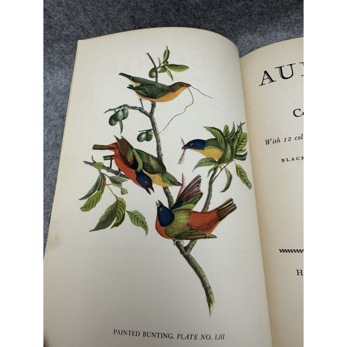 1936 Audubon Constance Rourke HC 12 Color Plates Bird Biography Nature