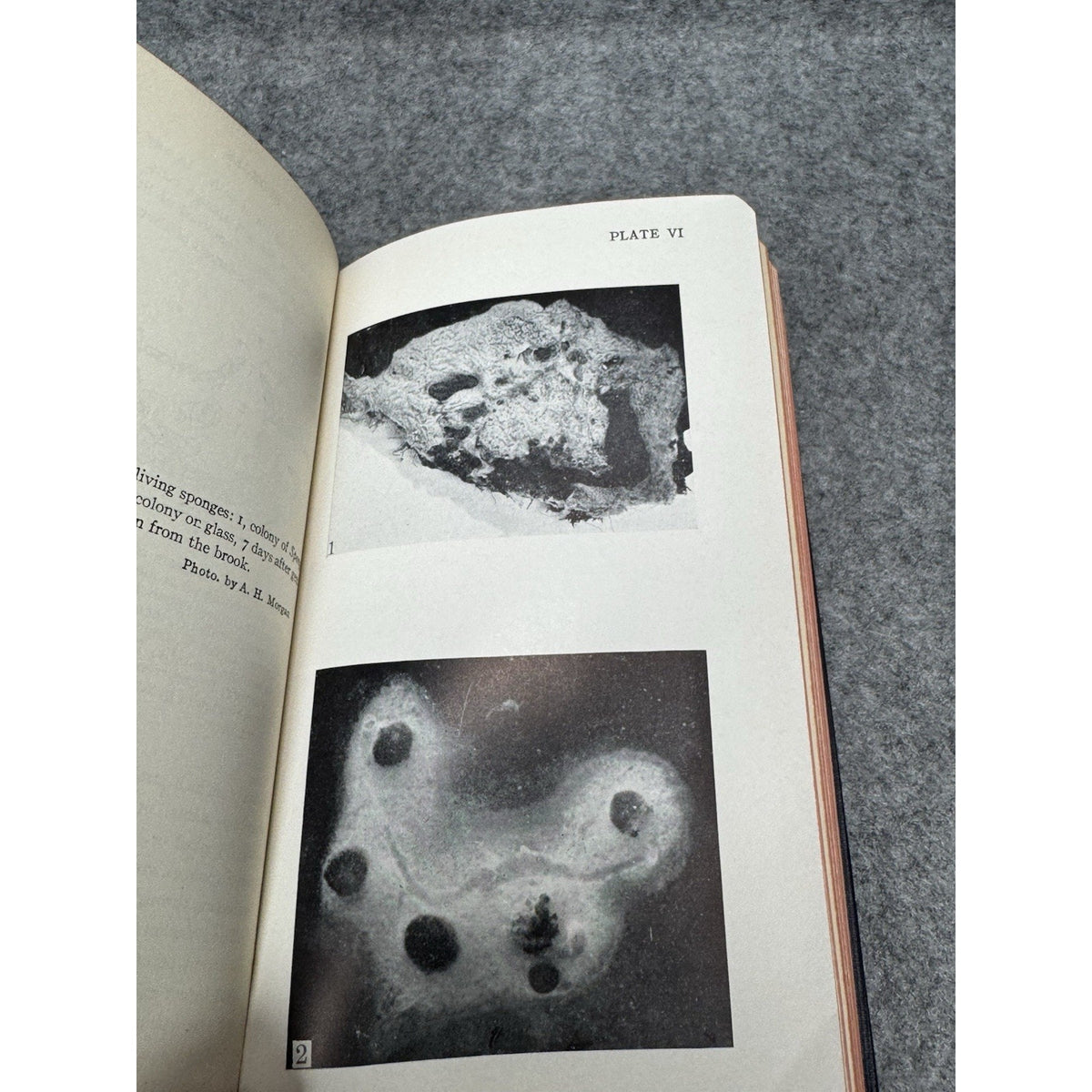 1930 Field Book of Ponds and Streams Ann Haven Morgan Illustrated Hardcover