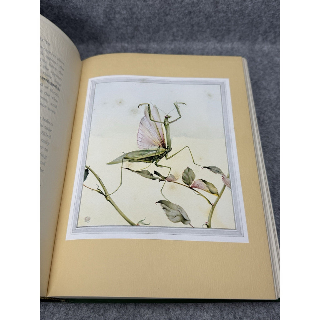 1935 Fabre’s Book of Insects E J Detmold Color Plates Gilt Hardcover Tudor