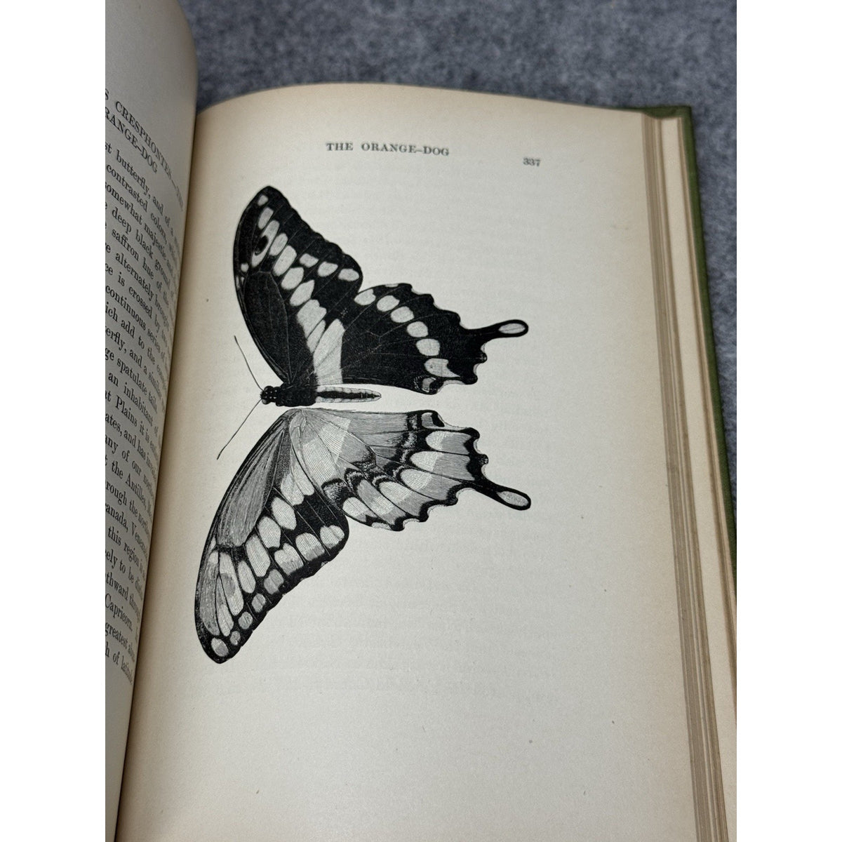 1899 Every-Day Butterflies Scudder First Edition Gilt Hardcover Color Plates