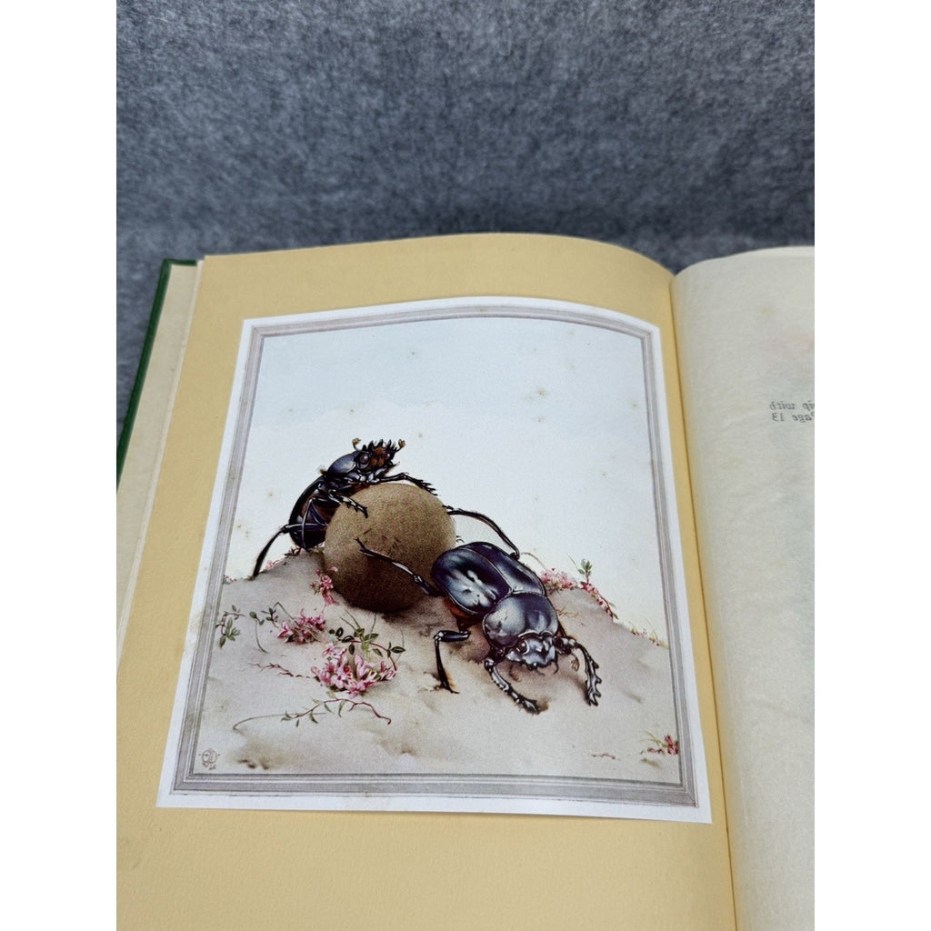 1935 Fabre’s Book of Insects E J Detmold Color Plates Gilt Hardcover Tudor