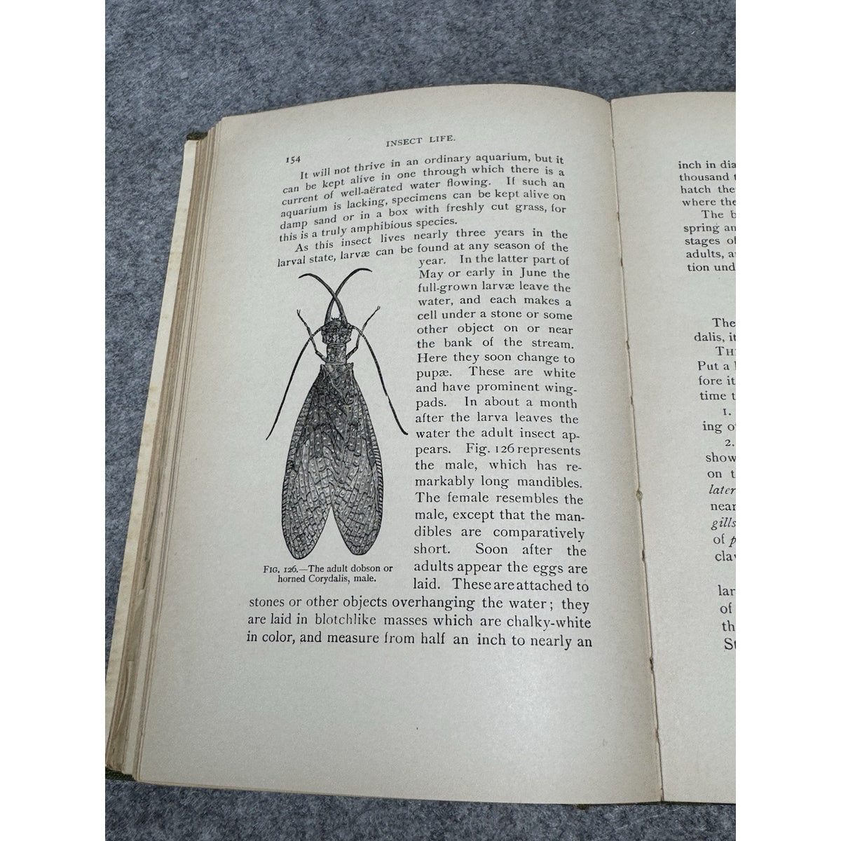 1911 Insect Life Comstock Color Plates Illustrated Entomology Hardcover