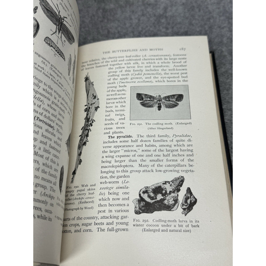 1912 Elementary Entomology Sanderson & Jackson Illustrated Insects Hardcover