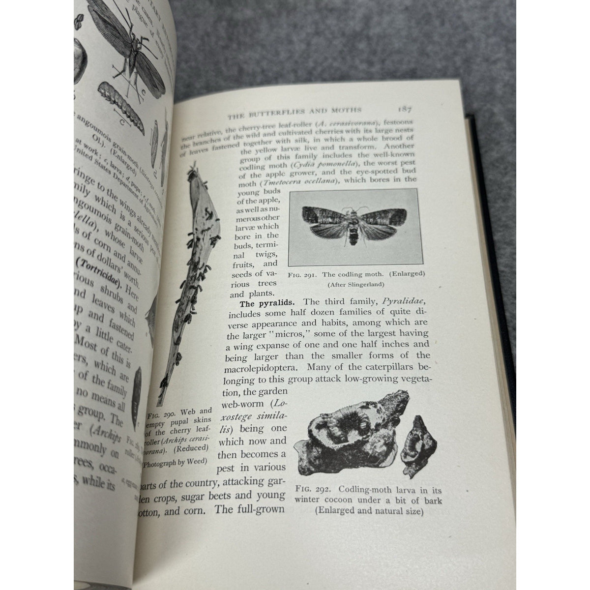 1912 Elementary Entomology Sanderson & Jackson Illustrated Insects Hardcover