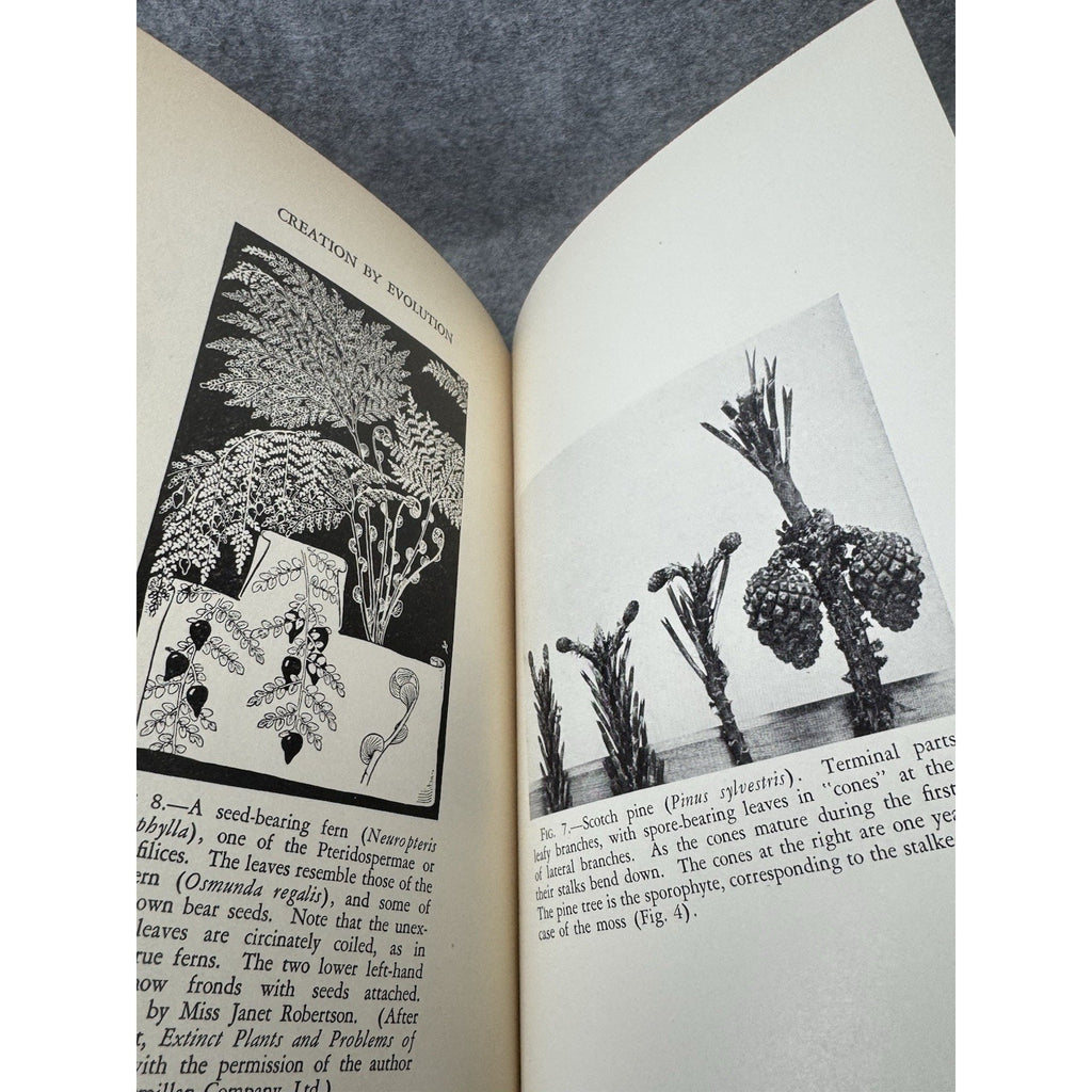 1928 Creation by Evolution Frances Mason First Edition Illustrated Hardcover