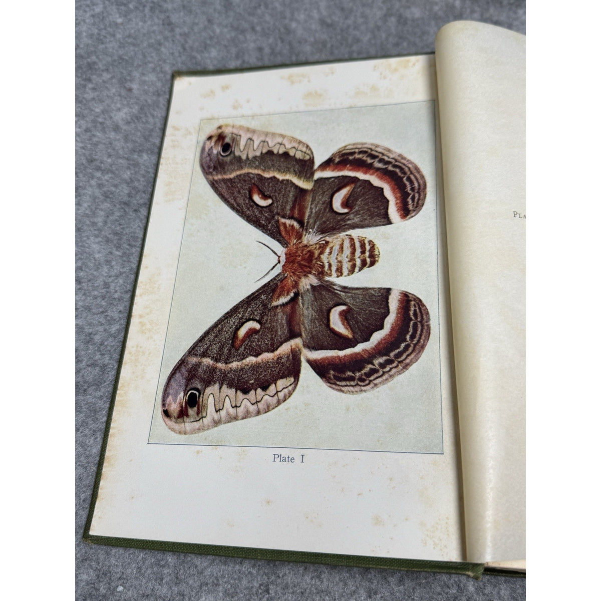 1911 Insect Life Comstock Color Plates Illustrated Entomology Hardcover