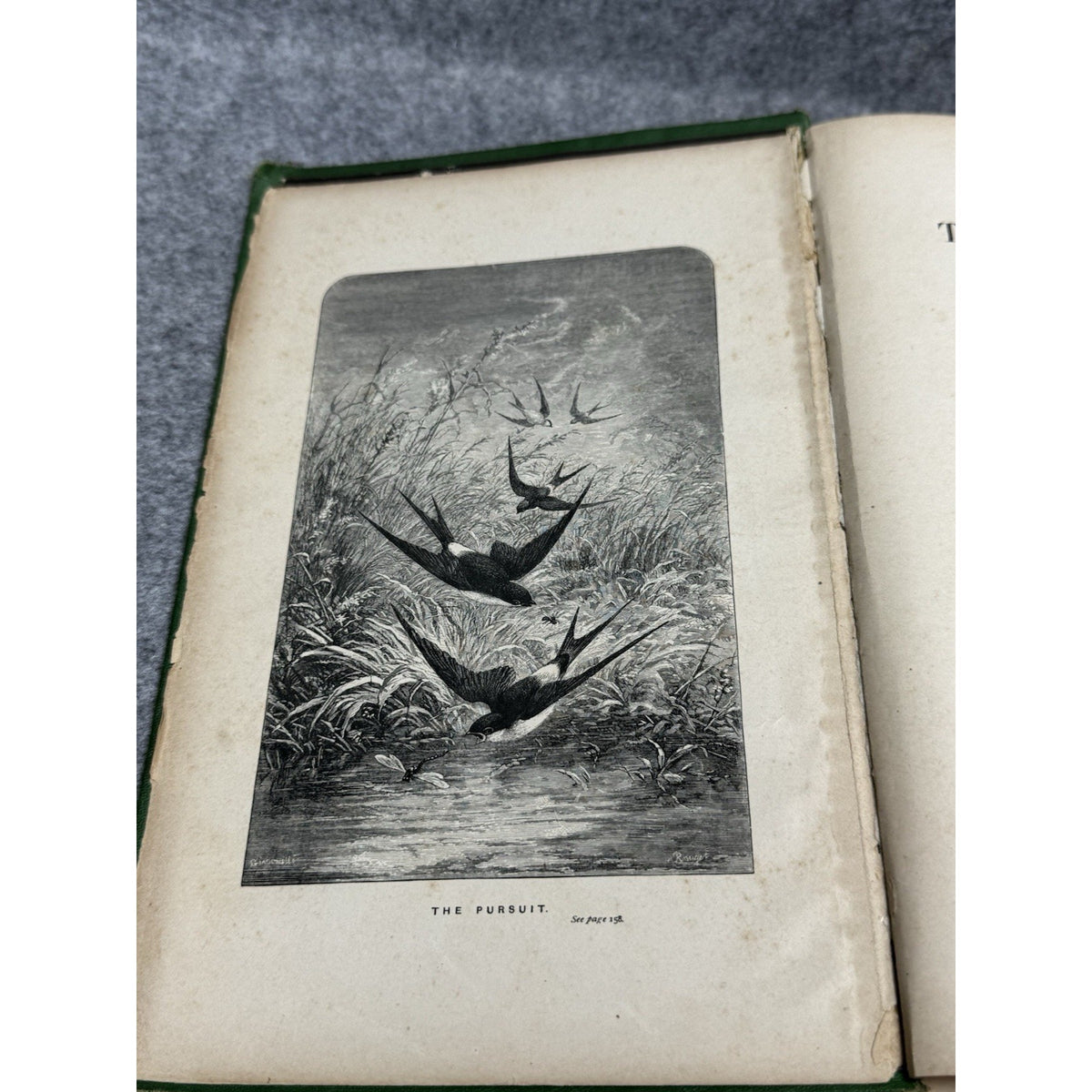 1875 The Insect Jules Michelet First English Edition Giacomelli Illustrated HC