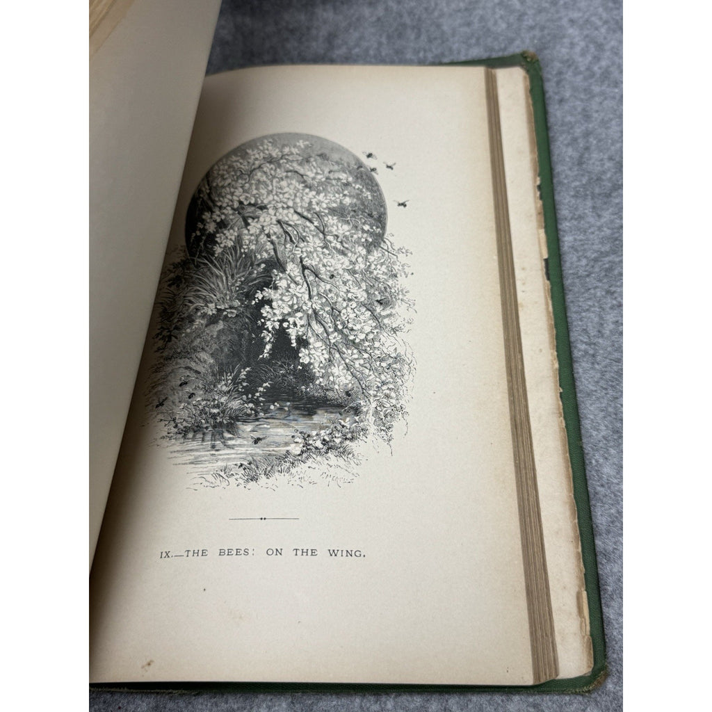 1875 The Insect Jules Michelet First English Edition Giacomelli Illustrated HC