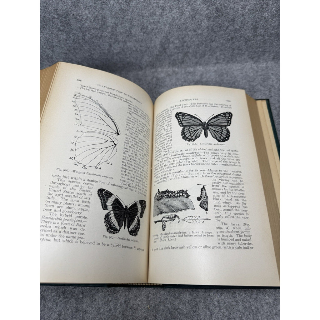 1924 Introduction to Entomology Comstock First Complete Edition Illustrated HC