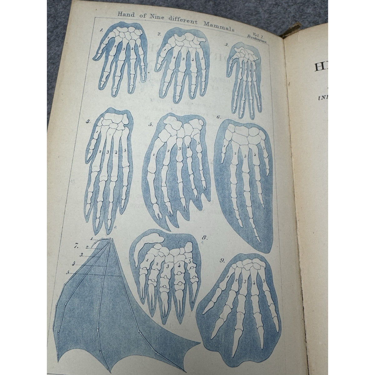 1901 History of Creation Ernst Haeckel 2 Vol Set Evolution Darwin Color Map HC