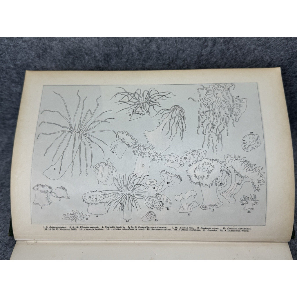 1896 Royal Natural History Vol VI Sec XII Invertebrates Color Plates Lydekker