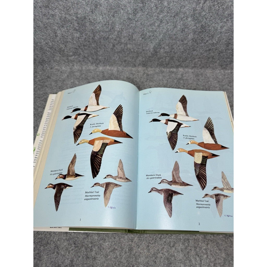 Ducks of Britain and Europe M.A. Ogilvie 1975 1st Edition HC DJ Illustrated