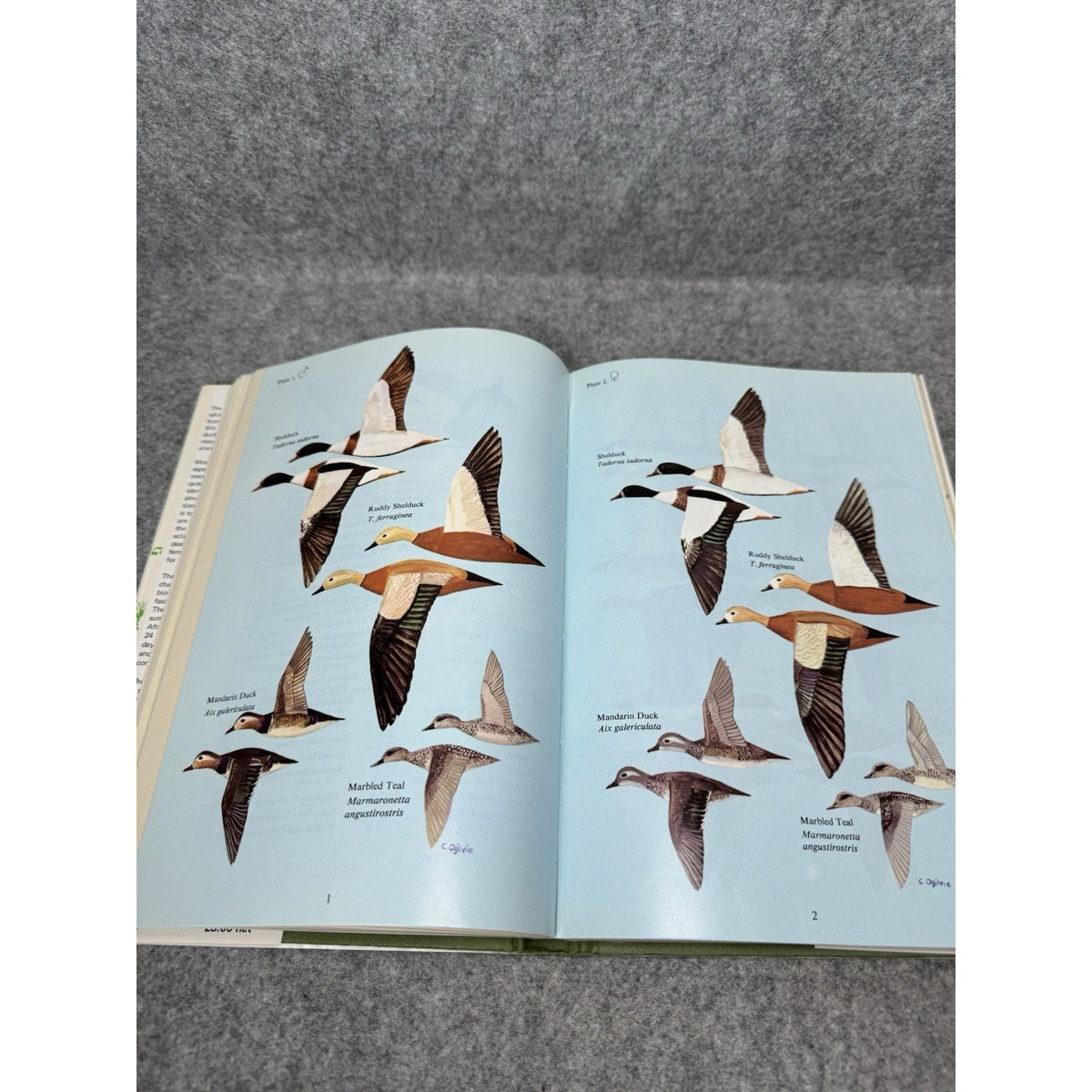 Ducks of Britain and Europe M.A. Ogilvie 1975 1st Edition HC DJ Illustrated