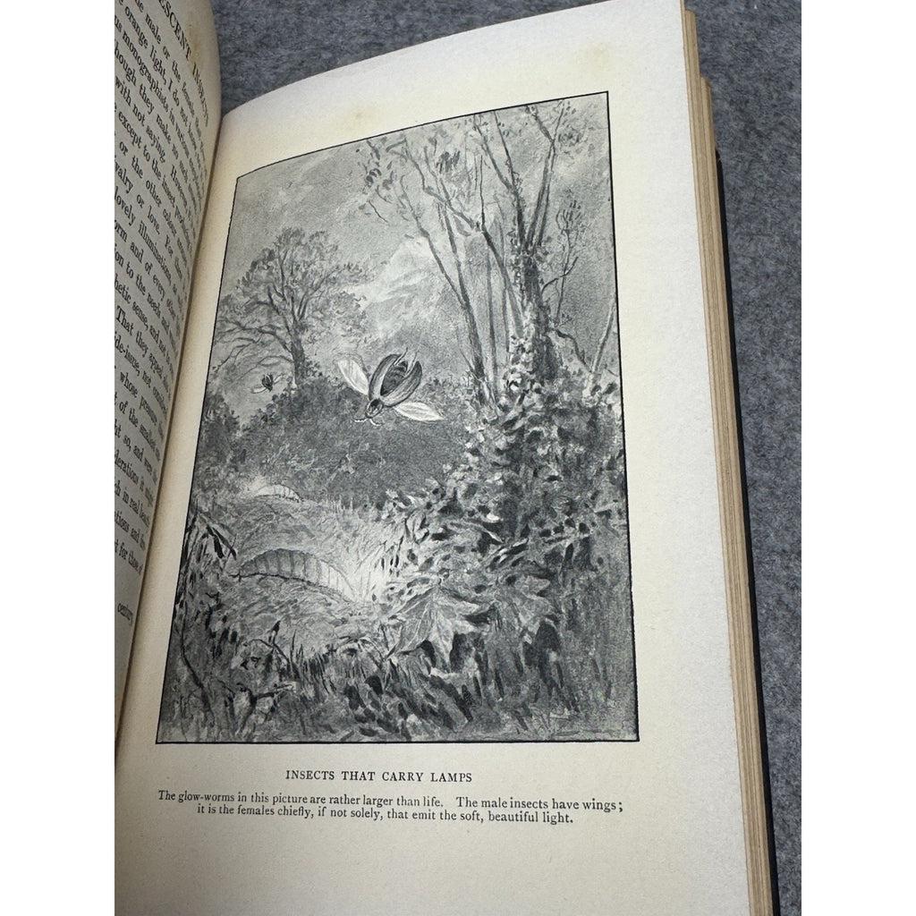 1906 The Romance of Insect Life Edmund Selous Illustrated Decorative Hardcover