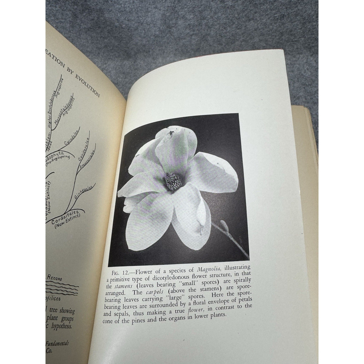 1928 Creation by Evolution Frances Mason First Edition Illustrated Hardcover