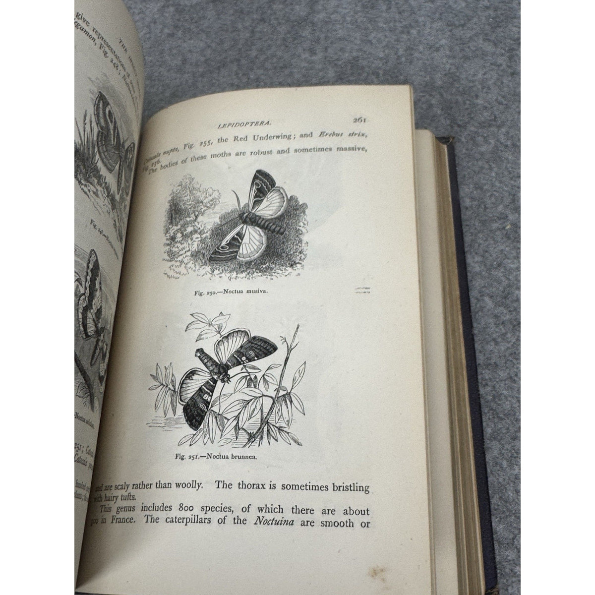 c.1872 The Insect World Louis Figuier 579 Illustrations Antique Gilt Hardcover