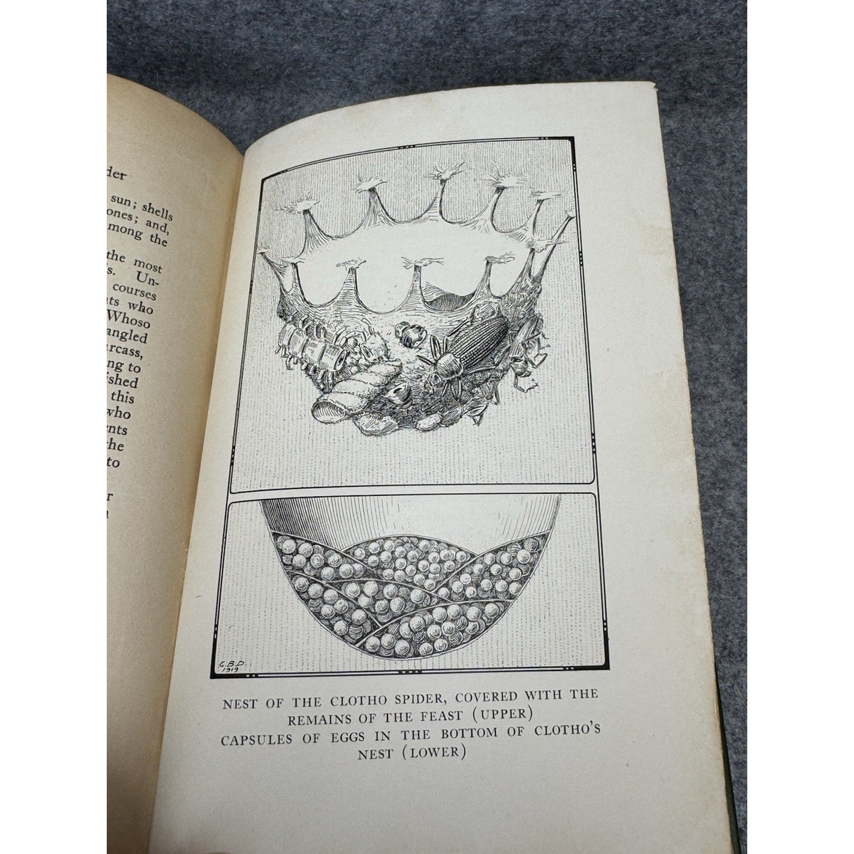 1919 The Life of the Spider J Henri Fabre Illustrated Decorative Hardcover