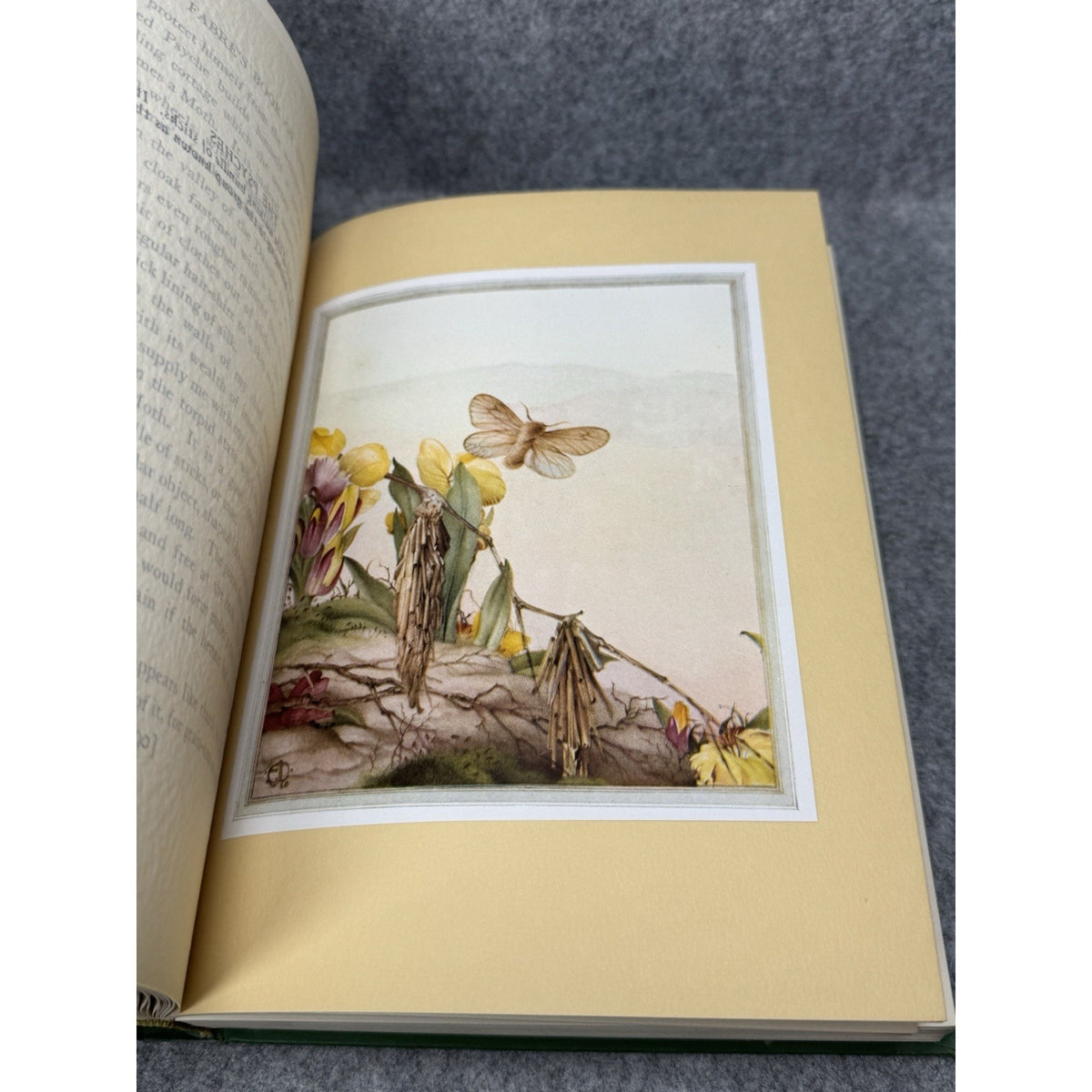 1935 Fabre’s Book of Insects E J Detmold Color Plates Gilt Hardcover Tudor