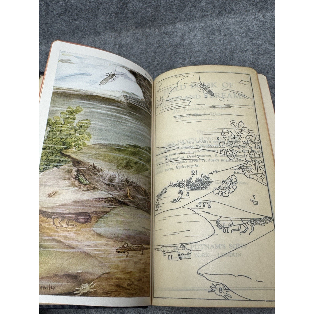 1930 Field Book of Ponds and Streams Ann Haven Morgan Illustrated Hardcover