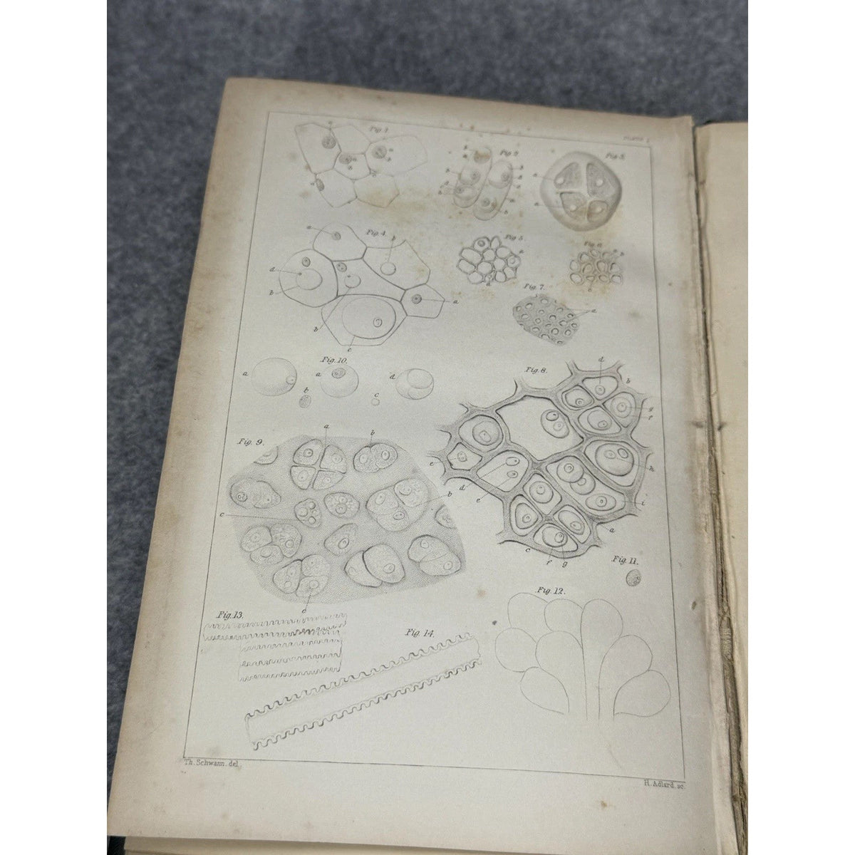 1847 Schwann Microscopical Researches 1st English Ed Cell Theory Six Plates