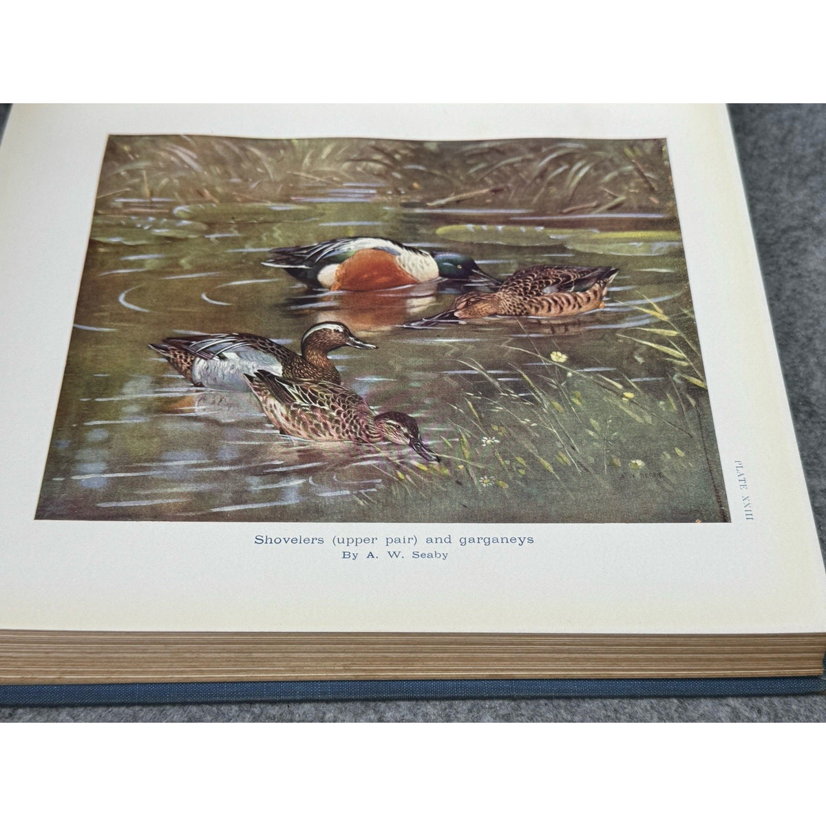 British Sporting Birds Kirkman Hutchinson 1936 Illustrated Hunting Hardcover