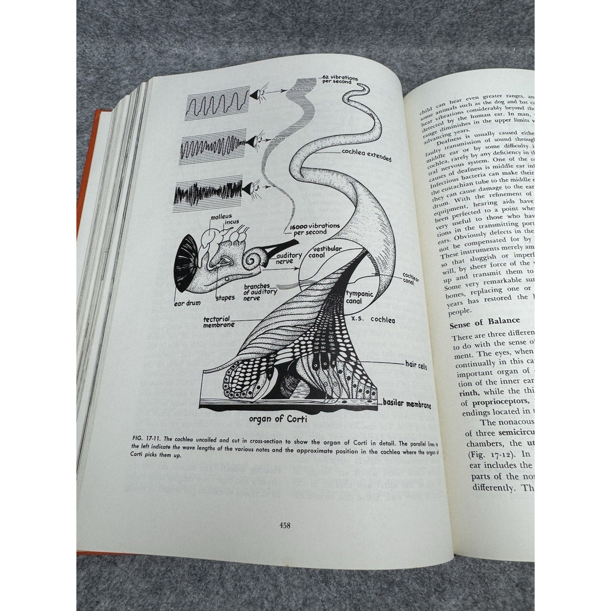 Zoology Alfred M Elliott 1963 3rd Edition Vintage Illustrated Biology Textbook