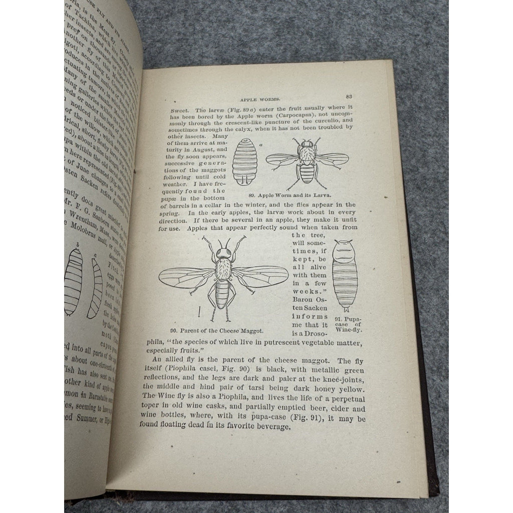 Our Common Insects c1873 A S Packard Antique Illustrated Entomology Hardcover