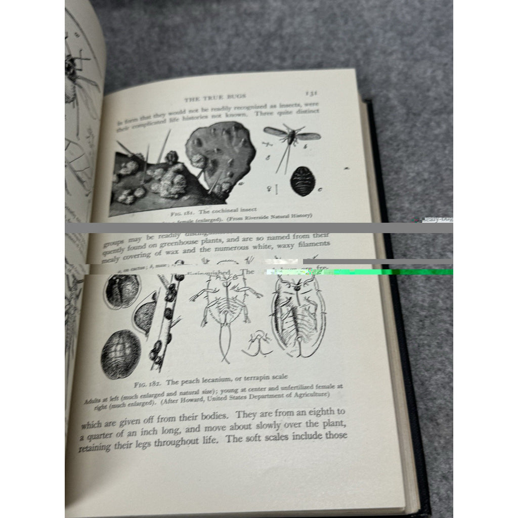 1912 Elementary Entomology Sanderson & Jackson Illustrated Insects Hardcover