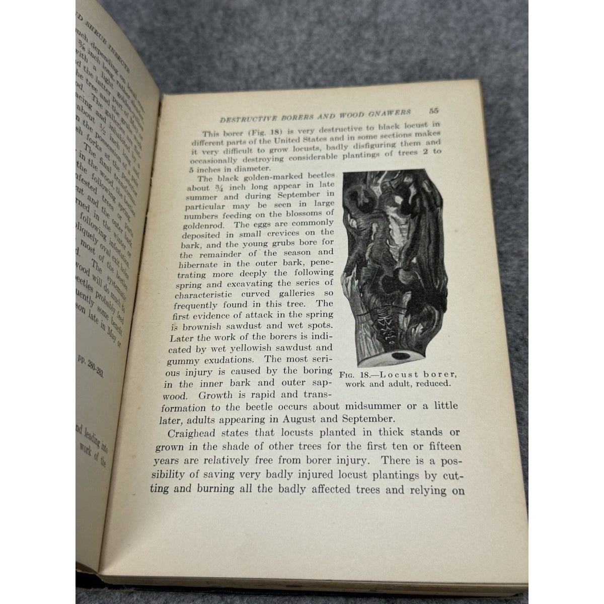 1926 Manual of Tree and Shrub Insects Felt Illustrated Entomology Hardcover