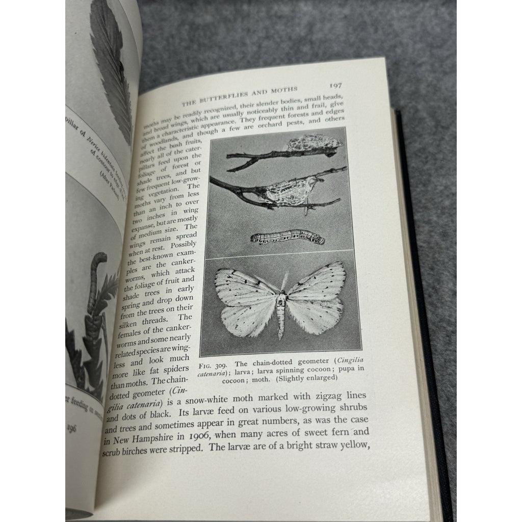 1912 Elementary Entomology Sanderson & Jackson Illustrated Insects Hardcover