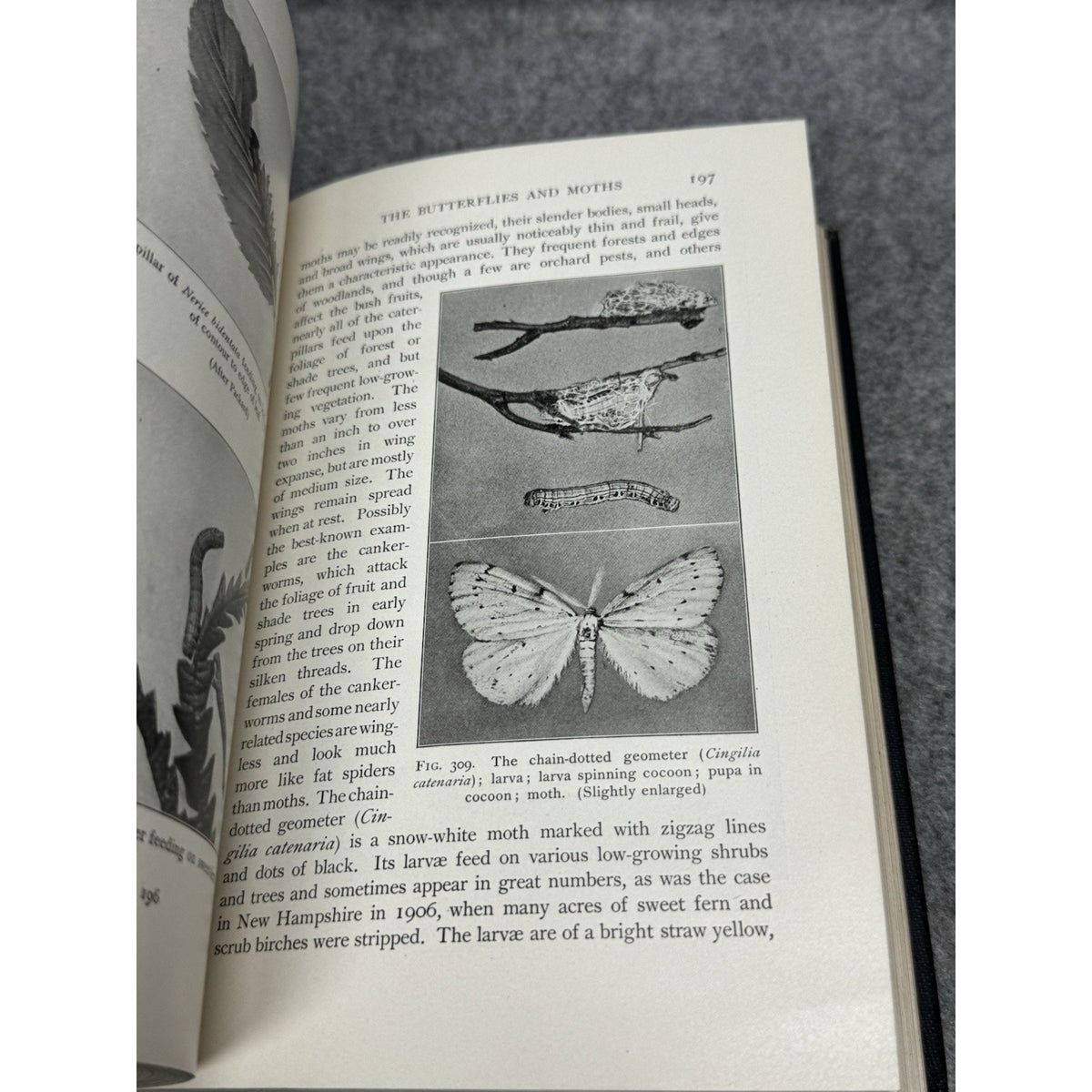 1912 Elementary Entomology Sanderson & Jackson Illustrated Insects Hardcover