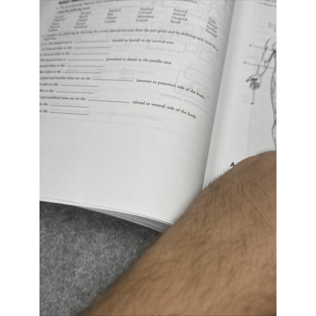 Student Workbook for Essentials of Anatomy and Physiology by Tina Sanders and...