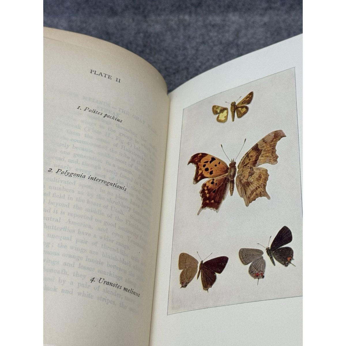 1899 Every-Day Butterflies Scudder First Edition Gilt Hardcover Color Plates