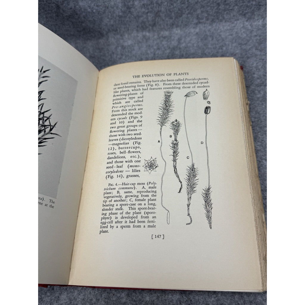 1928 Creation by Evolution Frances Mason First Edition Illustrated Hardcover