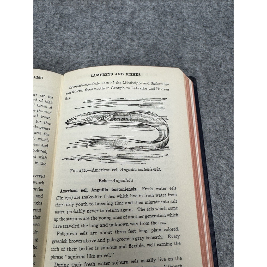 1930 Field Book of Ponds and Streams Ann Haven Morgan Illustrated Hardcover