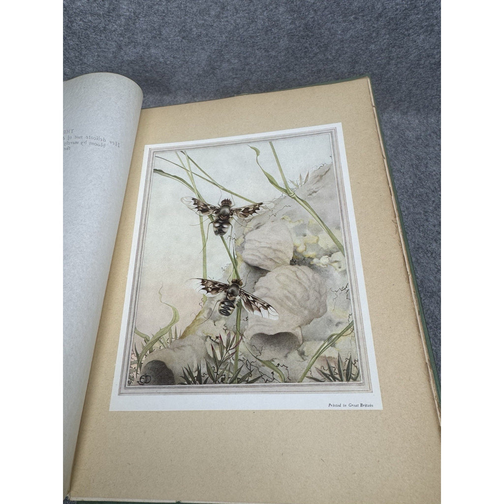 1926 Fabre’s Book of Insects E J Detmold Color Plates Dodd Mead Gilt Hardcover