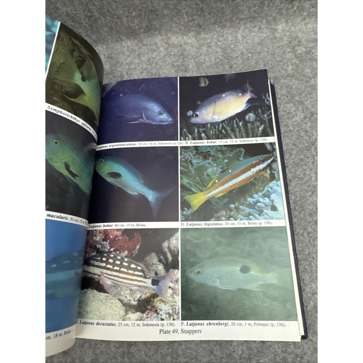 Micronesian Reef Fishes: A Practical Guide to the Identification on the Cora...